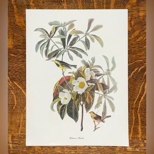 Vintage Audubon Birds of America Lithograph, Bachman’s Warbler